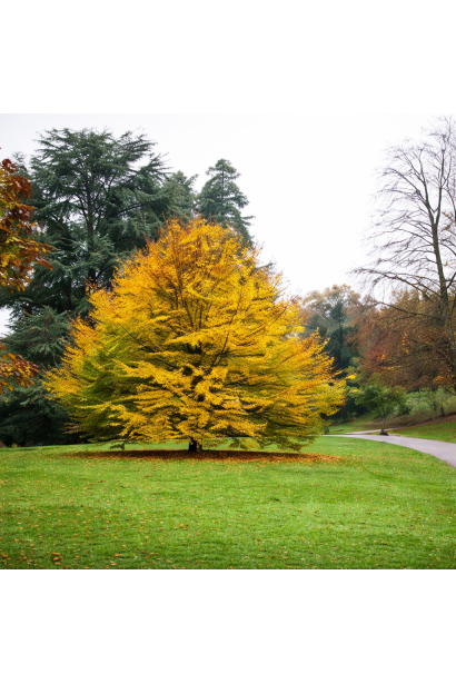 Парротія перська Ванесса використання в ландшафті